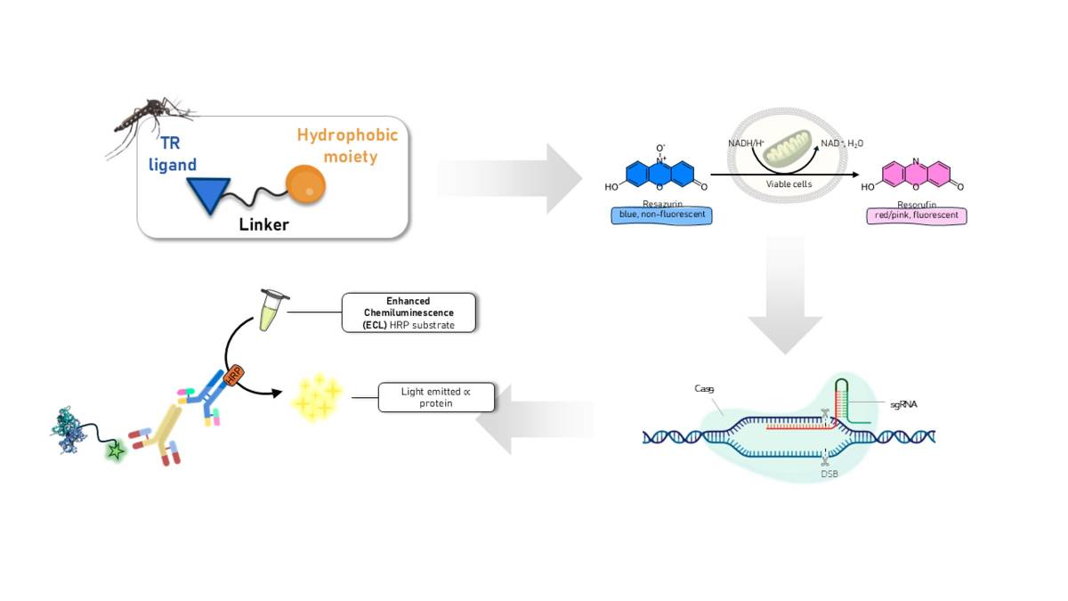 STSM - Biological evaluation of small-molecule hydrophobic degraders for antiparasitic drug discovery and chemical biology applications