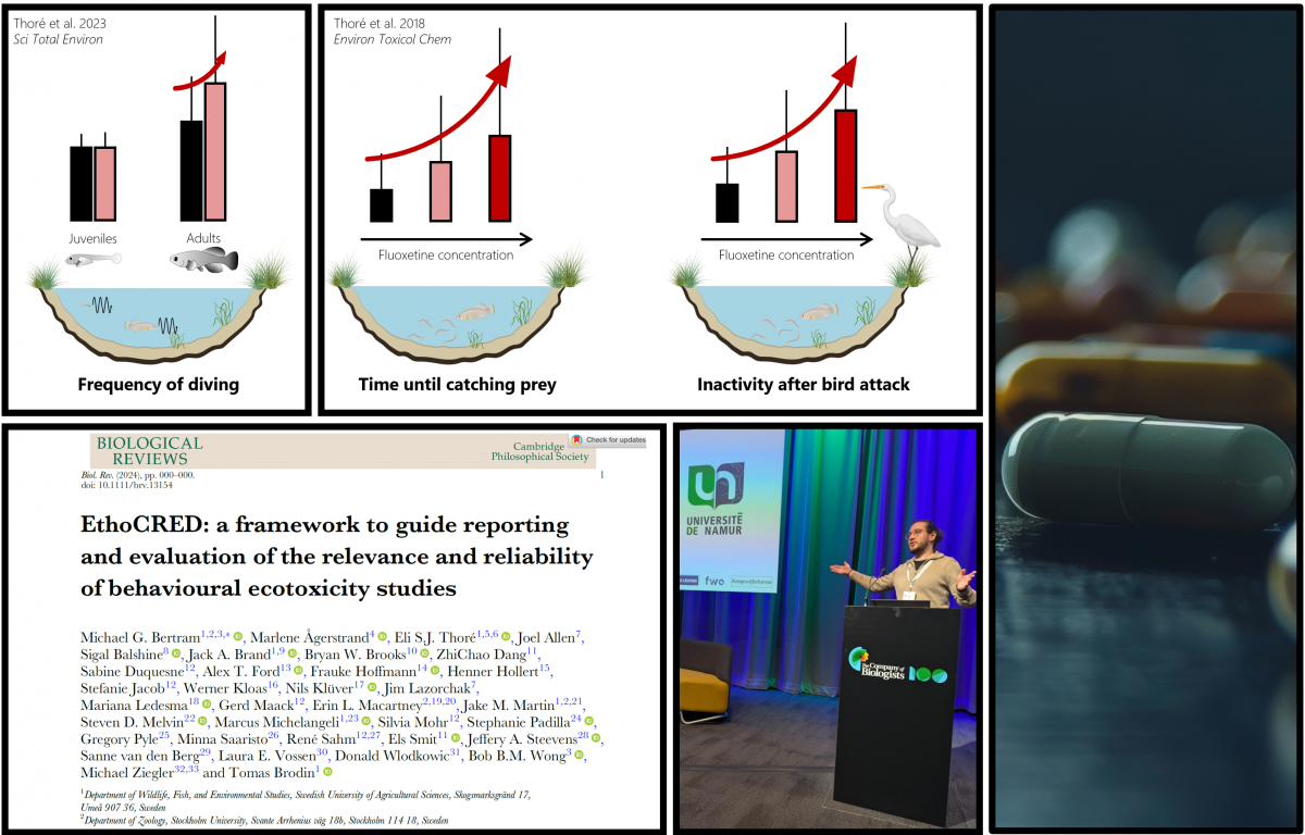 Conference participation - Swimming in medicated waters: Understanding and mitigating the impacts of pharmaceutical pollutants on aquatic wildlife