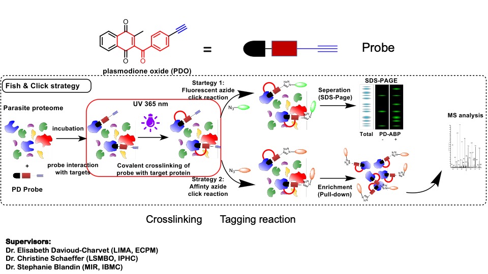 Activity-based Protein Profiling to investigate the interactome of the antimalarial early lead Plasmodione