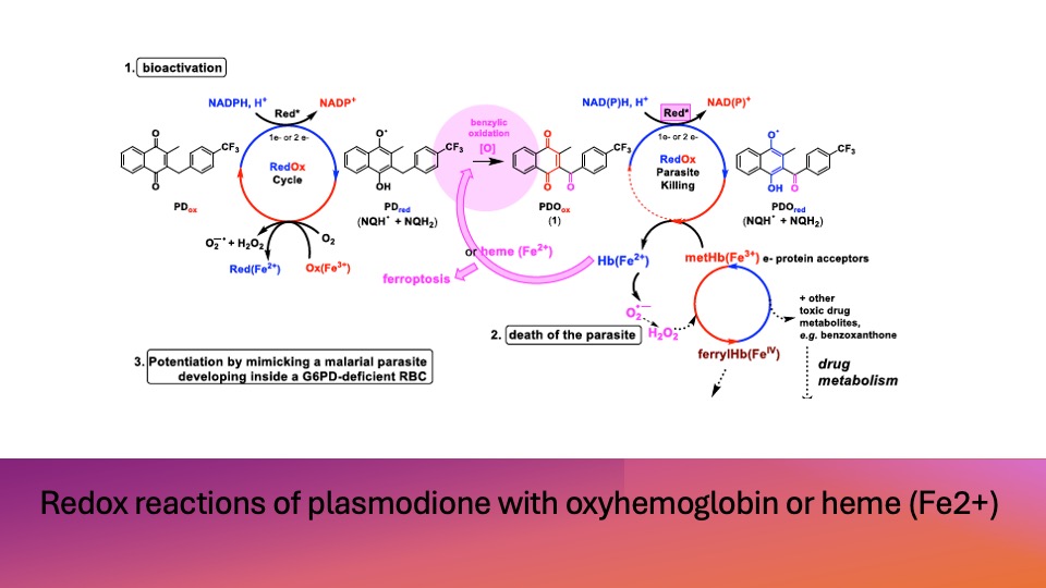 Redox reactions of plasmodione with oxyhemoglobin or heme (Fe2+)