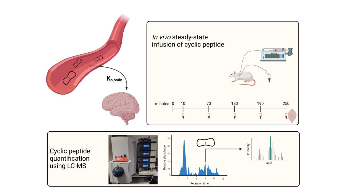 STSM - Blood brain barrier &ndash; derived peptide shuttles for drug delivery to the CNS -
